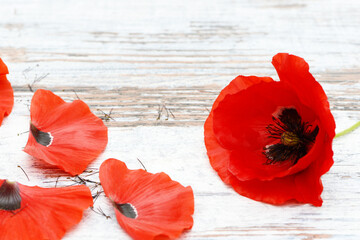 fallen poppy petals lie on wood