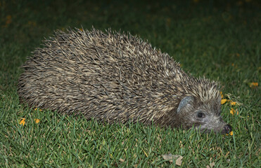full body profile of an eastern europen hedgehog with raised spines or quills on a green lawn covered with fallen flower petals