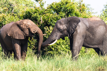 Wild african elephant close up, Botswana, Africa