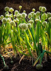 Green scallions thrive in the dirt