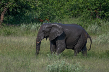 Naklejka premium Wild african elephant close up, Botswana, Africa