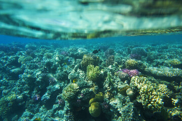coral reef in Egypt, Makadi Bay