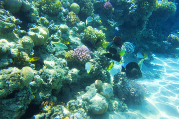Fototapeta na wymiar coral reef in Egypt, Makadi Bay