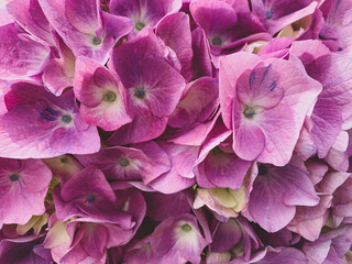Heap of beautiful fresh purple hydrangea flowers in full bloom.