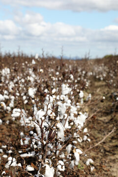 Closeup of a field of cotton bushes crops in Queensland, Australia
