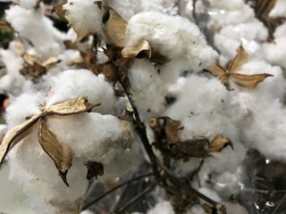Closeup of a field of cotton bushes crops in Queensland, Australia