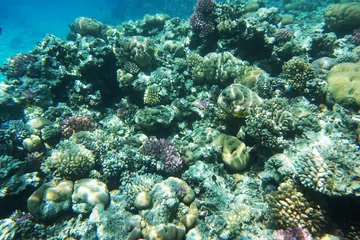 Foto op Aluminium coral reef in Egypt, Makadi Bay © jonnysek