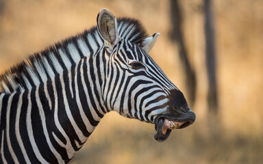 Fototapeta na wymiar Side on close up on zebra's head with a funny smile showing teeth in Kruger Park South Africa