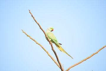 Rose Ringed Parakeet