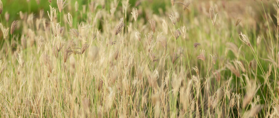 Field of beautiful grass during sunset