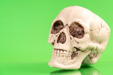 Artificial human skull on a colored background.