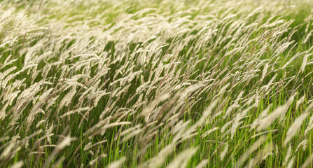 Field of beautiful grass during sunset