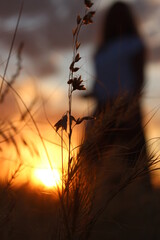  "sunset collection" "girl in the field 006"