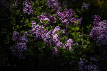 Fototapeta na wymiar purple lilac among the green leaves on the bush in the spring garden