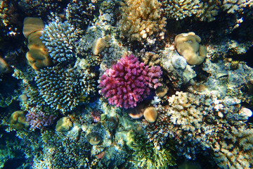 coral reef in Egypt, Makadi Bay