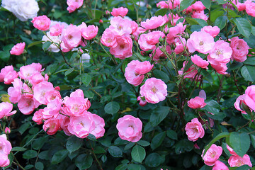 Close-up photograph of blooming pink roses