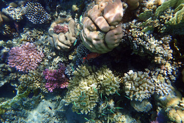 coral reef in Egypt, Makadi Bay