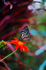Morning butterflies and flowers