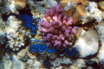 giant clam from egypt