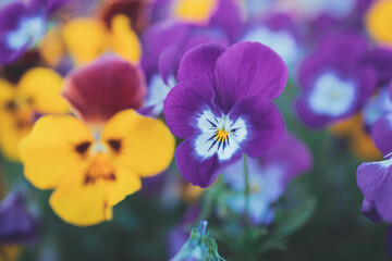  background with spring colored pansies in close-up