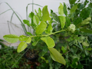 green leaves on the wall