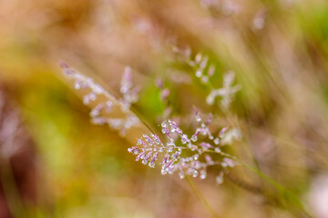 Grass straw with morning dew drops