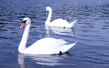 Two beautiful white swans in a park on a lake