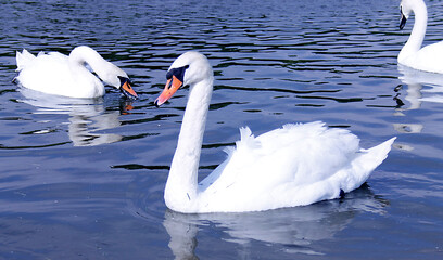 Three beautiful white swans in a park on a lake
