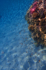 coral reef in Egypt, Makadi Bay