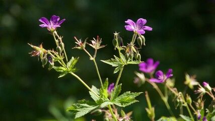 Geranium pratense, wild ultraviolet flowers on dark forest background