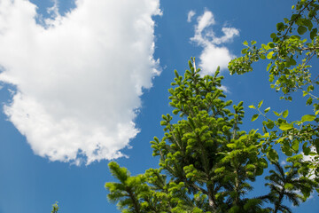Green branches of trees fir trees and Apple trees on a Sunny day against a blue sky and white clouds. Background for the summer or spring season.