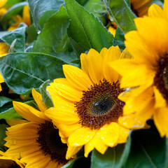 Closeup of wet sunflowers