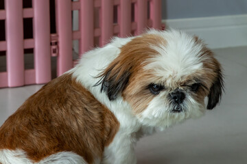 Naklejka na ściany i meble Adorable Shih Tzu dog look at the owner. Pet lifestyle and concept. No focus, specifically.