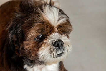 Naklejka na ściany i meble Close-up of Lovely Male Shih Tzu dog on the floor at home. Pet lifestyle and health concept, copy space. No focus, specifically.