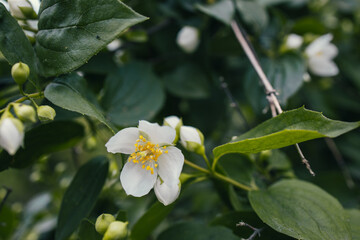  white small jasmine flower on the bush in the garden