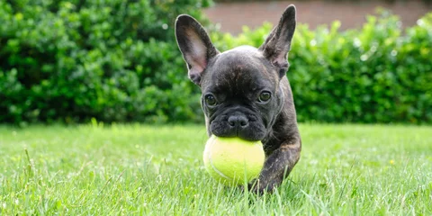 Fototapeten A cute adorable brown and black French Bulldog Dog, puppy is playing in the grass with a yellow ball © Dasya - Dasya