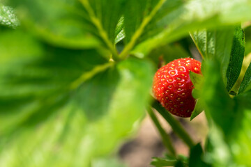 Red strawberry plant