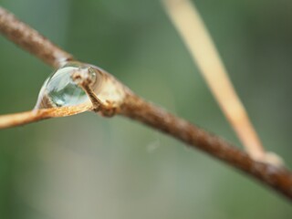 Closeup dry leaf of plant with water drops and green bright blurred background with sweet color for card design , dew on plants ,macro image ,soft focus, nature leaves