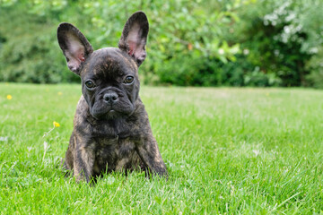 Puppy black brown brindle French bulldog sitting in the grass. Natural background