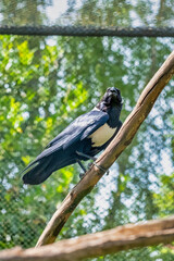 Pied Crow, Corvus albus, standing on a branch. Side view of adult bird against natural background
