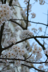 マンションの満開の桜【4月】