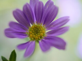 Closeup purple petals daisy flower plants in garden with green blurred background ,macro image sweet color ,soft focus ,bud flower for card design