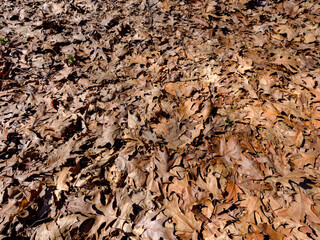 Dried maple leaves in the autumn