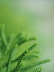 Closeup macro green leaf of pine tree in garden with green blurred background ,soft focus ,sweet color, nature leaves for card design