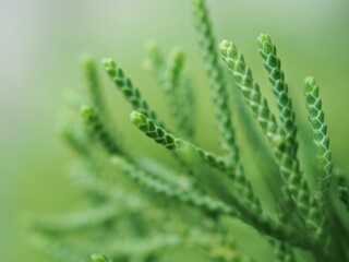 Closeup macro green leaf of pine tree in garden with green blurred background ,soft focus ,sweet color, nature leaves for card design