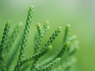 Closeup macro green leaf of pine tree in garden with green blurred background ,soft focus ,sweet color, nature leaves for card design