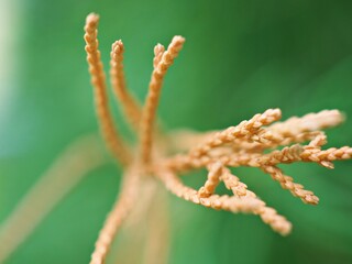 Closeup macro dry leaf of plant in garden with green blurrd background ,macro image ,dead pine leaves for card design
