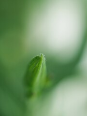 Closeup macro green leaf of bud flower plants in garden with green blurred background ,macro image, flower seeds ,nature plants for card design