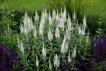 Compact, undemanding, medium-high perennial. Unusual, pure white flowers that are also suitable for...