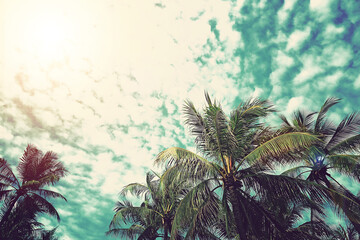 Vintage style coconut palm tree on tropical beach with blue sky